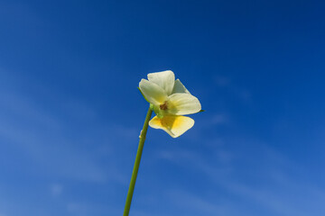 Viola arvensis European Field Pansy flower petals - 784284712