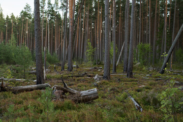 Pine forest after a large scale fire in France, Landscape of a burnt forest, New green vegetation after a forest fire - 784285935