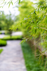 Fototapeta na wymiar Bamboo tree in the garden