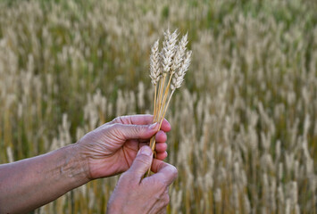 Spikelets of wheat or rye in the farmer's hand. The hands of an elderly woman hold golden ears of...