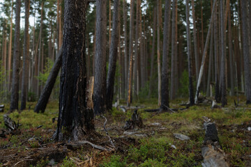 Pine forest after a large scale fire in France, Landscape of a burnt forest, New green vegetation after a forest fire - 784286193