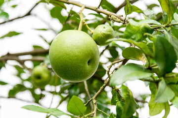 Pomelo fruit hanging on the tree