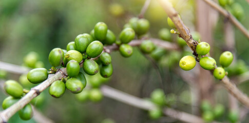 Green coffee beans on the tree