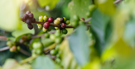 Green and red coffee beans on the tree
