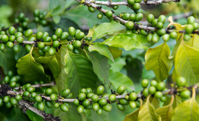 Green coffee beans on the tree