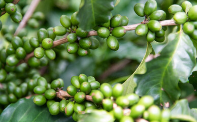 Green coffee beans on the tree