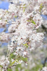 日本の桜