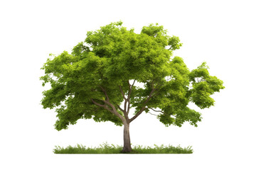A minimalist style tree, Isolated on a transparent background.