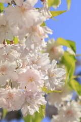 日本の桜