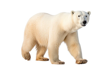 Polar bear cub isolated on white background in the Arctic winter, Isolated on transparent background.