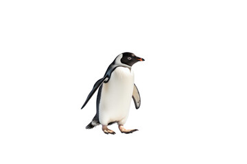 Obraz premium An adult penguin is walking, Isolated on transparent background.