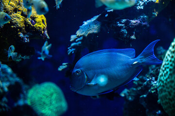 Naklejka na ściany i meble Marine life, colorful sea fishes swimming in a transparent glass water tank against the background of corals or aquatic plants, Blue Tang