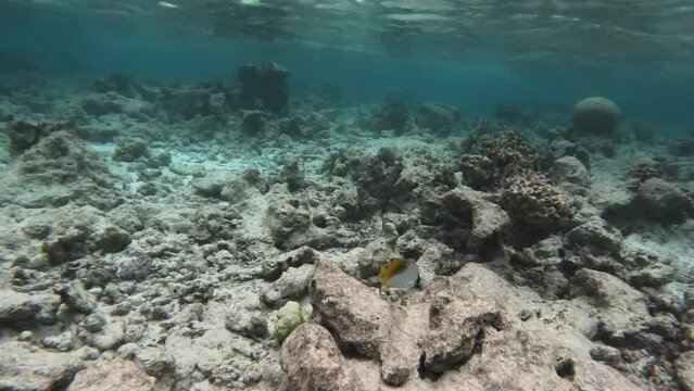 Colorful Butterflyfish swims near the seabed with stones and corals.