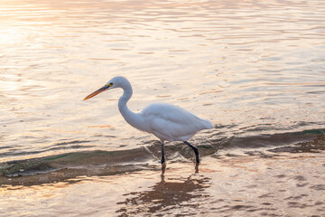 Great egret (Ardea alba), a medium-sized white heron fishing on the sea beach
