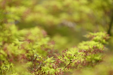 春の紅葉、モミジの花