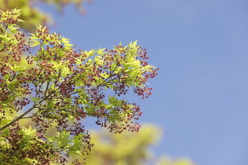 春の紅葉、モミジの花