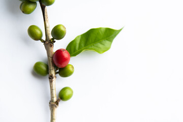 Coffee plant branch on white background