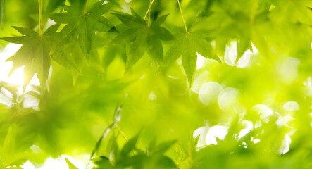 Fototapeta na wymiar Background of green maple leaves