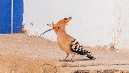 Eurasian hoopoe or Common hoopoe (Upupa epops) bird close-up on the ground © Dmitrii Potashkin