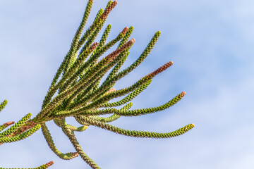 Needles of evergreen tree Araucaria araucana,commonly called the Monkey Puzzle Tree, Monkey Tail...