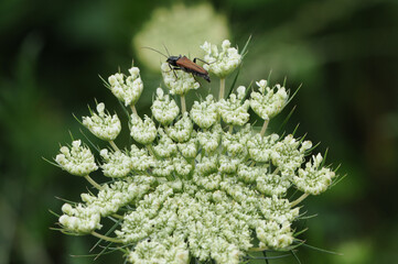 Feldahorn-Bock, Tabakfarbiger Schmalbock, Alosterna tabacicolor