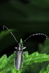 Kleiner Distelbock,  Agapanthia cardui L.