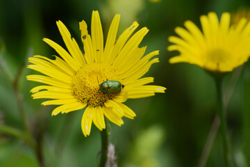 Fallkäfer, Cryptocephalus hypochaeridis