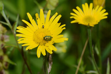 Fallkäfer, Cryptocephalus hypochaeridis