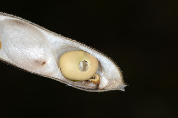Ackerbohnenkäfer,  Pferdebohnenkäfer,  Bruchus rufimanus