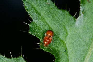 Blattkäfer,  Neocrepidodera transversa