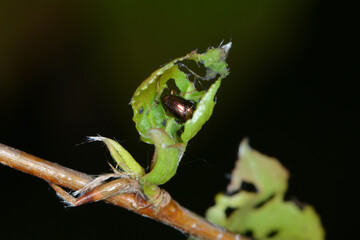 Pappelblattkäfer,  Melasoma aenea, spp..