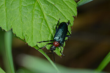 Blaubock, Carilia virginea, Syn.: Gaurotes virginea  auf einem Blatt