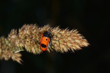 Ameisensackkäfer, Clytra laeviuscula