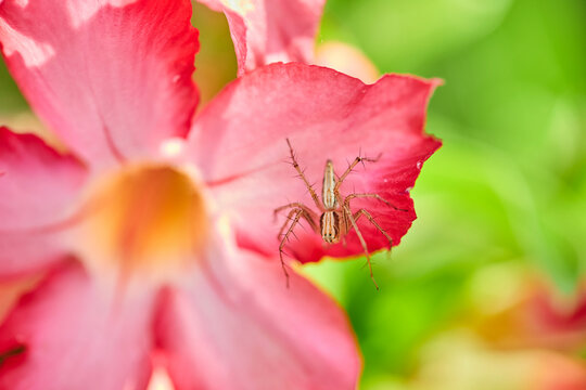 Close-up of spider on pink Adenium flower