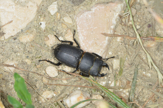 Balkenschr&ouml;ter, Dorcus parallelipipedus