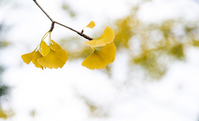 Background of yellow ginkgo tree leaves