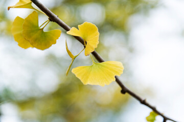 Background of yellow ginkgo tree leaves