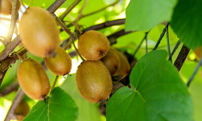 Fresh kiwi fruits on the tree