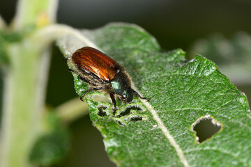 Gartenlaubkäfer, Phyllopertha horticola