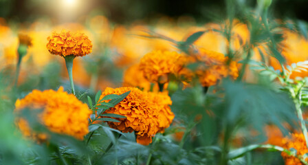 Marigold flowers blossom in the garden