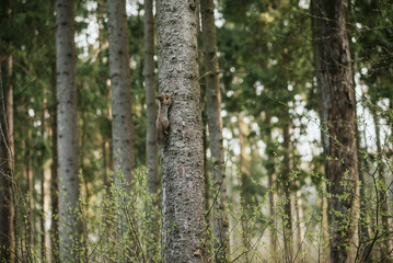 Trees in the forest with a squirrel