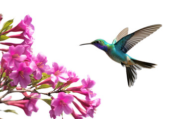 Fototapeta premium Hummingbird Flying to suck nectar from purple frangipani flowers , Isolated on transparent background.