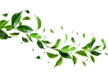 Green tea leaves flying and falling isolated on background, tropical leaf for border element, fresh natural foliage, organic herbal in form of wave and swirl.