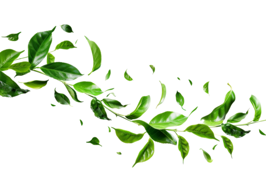 Green tea leaves flying and falling isolated on background, tropical leaf for border element, fresh natural foliage, organic herbal in form of wave and swirl.