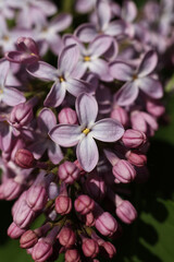 Obraz na płótnie Canvas Beautiful lilac flowers in the garden. Close-up.