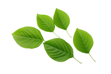 Fototapeta premium Green leaves placed on a white background The lines of the leaves are striking and eye-catching, isolated on transparent background.