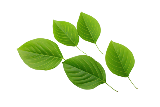 Green leaves placed on a white background The lines of the leaves are striking and eye-catching, isolated on transparent background.