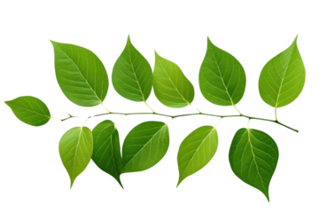 Green leaves placed on a white background The lines of the leaves are striking and eye-catching, isolated on transparent background.