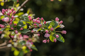 Tulpenblüte und Frühlingserwachen im Garten