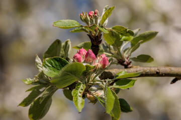 Tulpenblüte und Frühlingserwachen im Garten